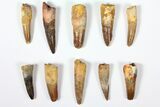 Lot: to Bargain Spinosaurus Teeth - Pieces #126273-1